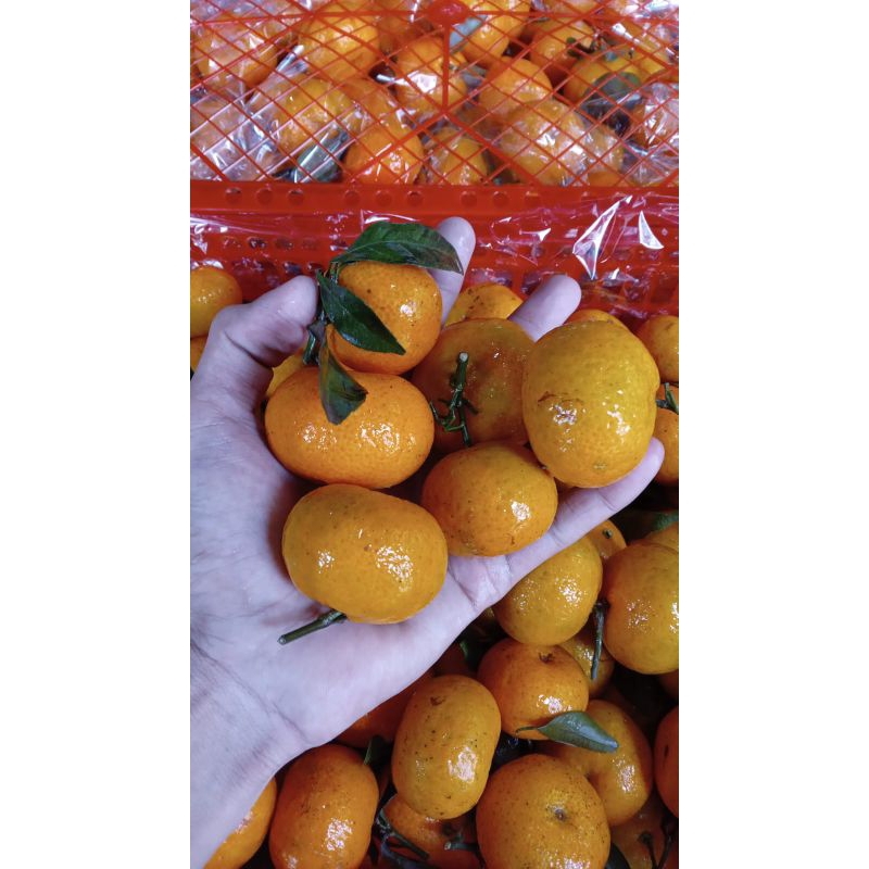 Jeruk Santang Daun / shantang daun 1 keranjang