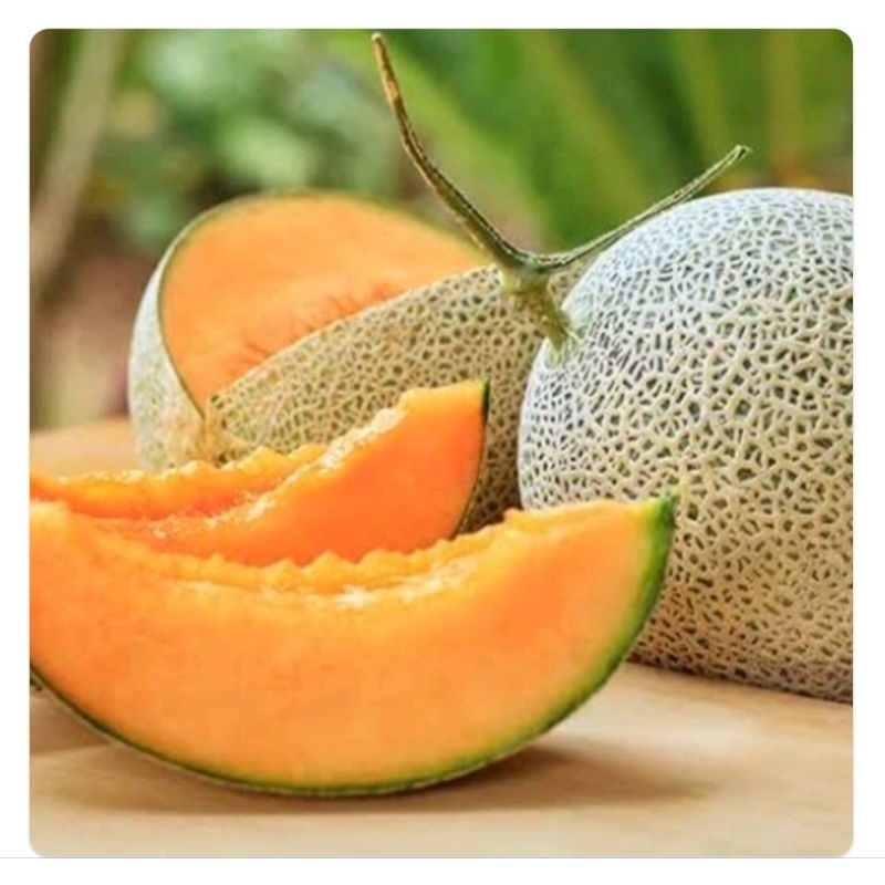 

Melon Rock/Buah