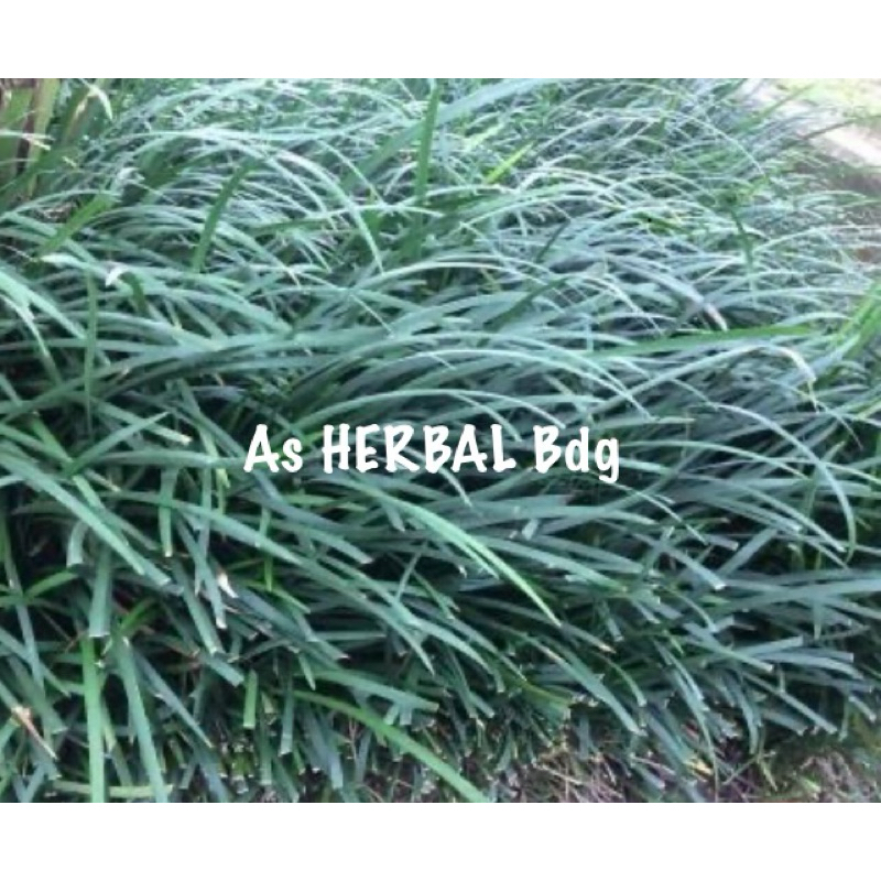 

Daun alang alang hijau ophiopogon / daun jamburan segar 500 gram