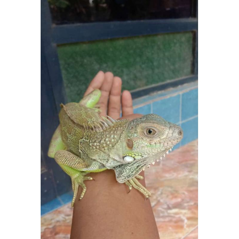 Iguana green Colombia