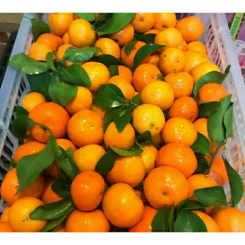 

jeruk santan daun madu 1kg