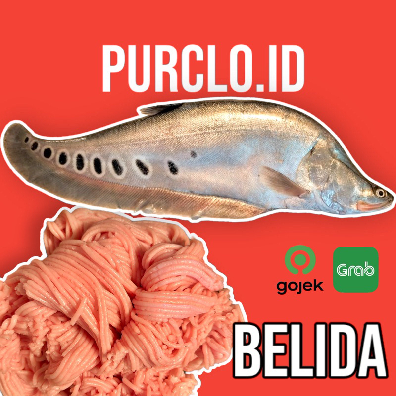 ikan belida MURNI 100% fresh giling bandung segar