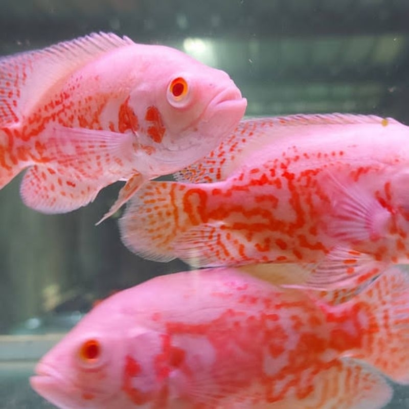 Oscar albino tiger dan black 2 3 jari