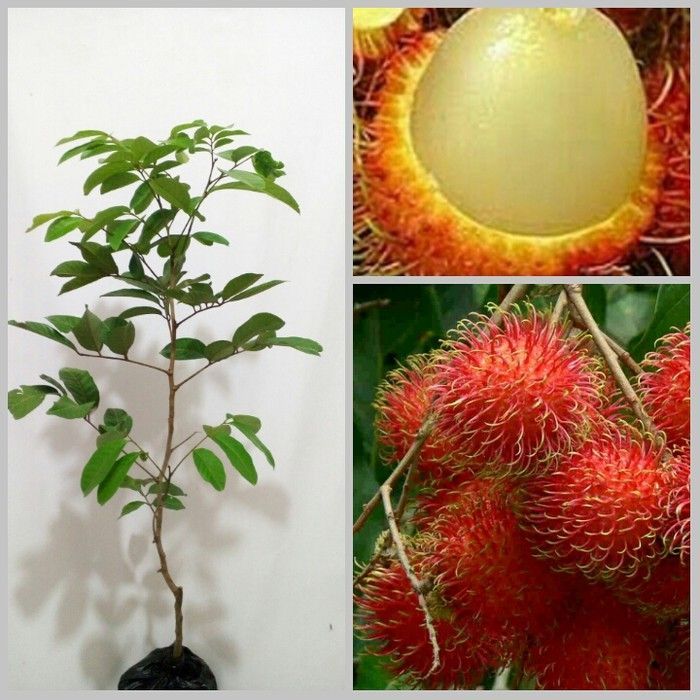 Bibit Cangkok Pohon Rambutan Binjai Cepat Berbuah Tabulampot
