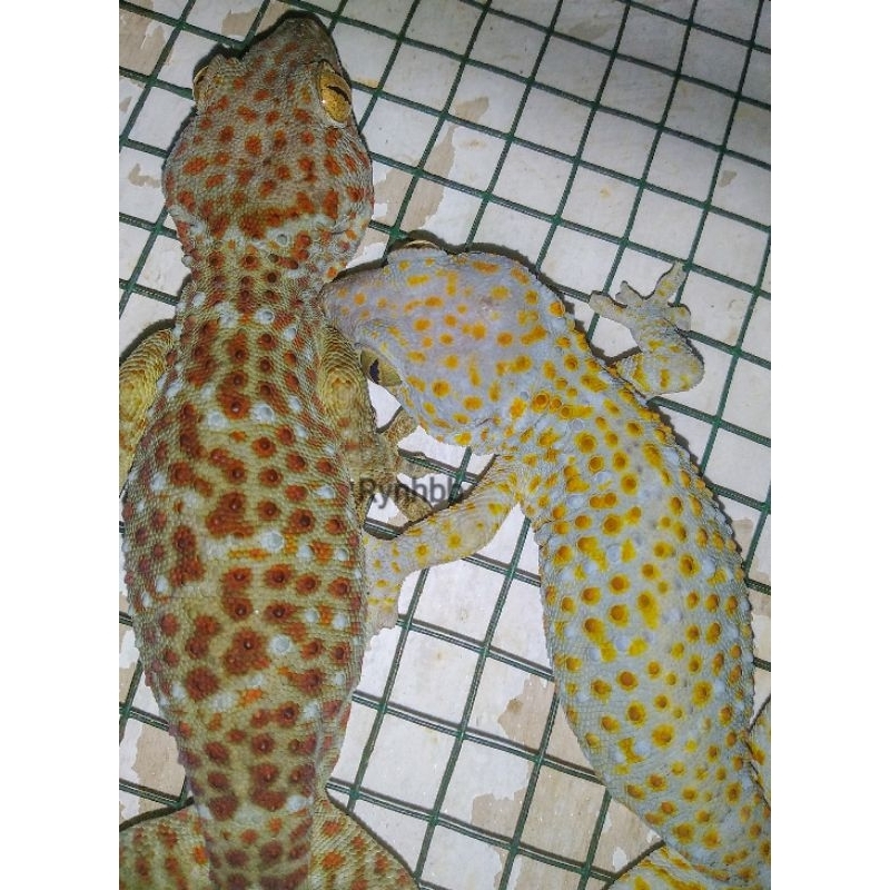 Tokek Pohon, Tokek Rumah 130k dapat 5 ekor (Random)