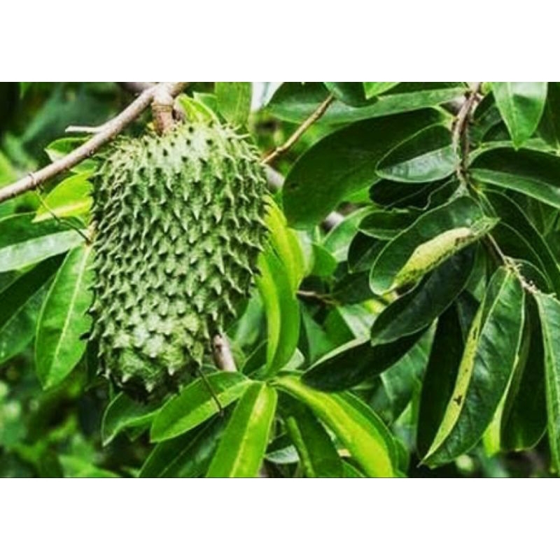 

DAUN SIRSAK SEGAR NON KIMIA (ALAMI)/200g