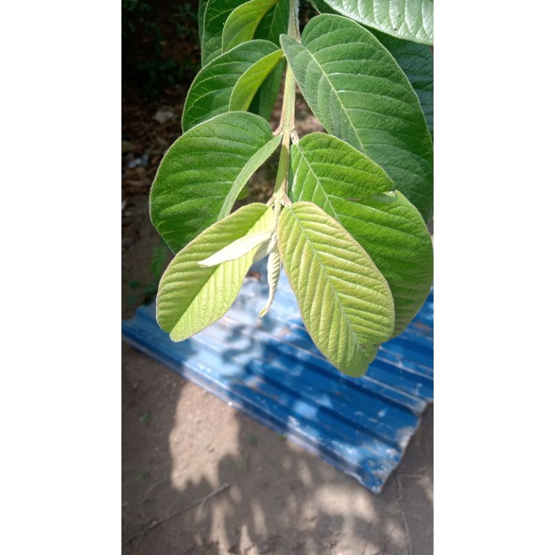 Pucuk daun jambu batu merah