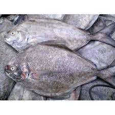 

IKAN BAWAL HITAM / BAWAL LAUT _ 1KG