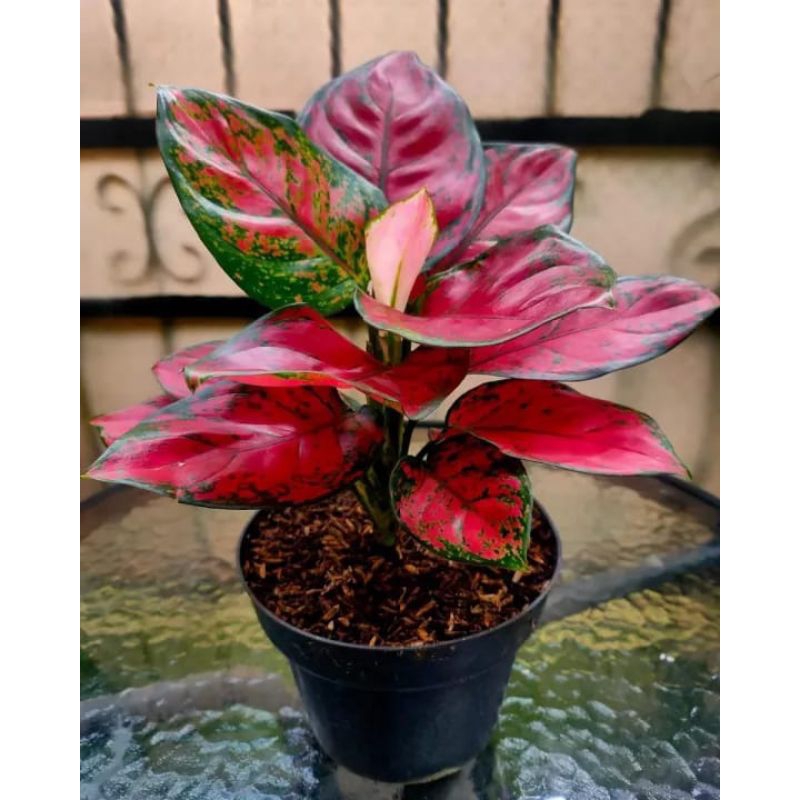 Bunga Aglonema Dut Anjamani full merah