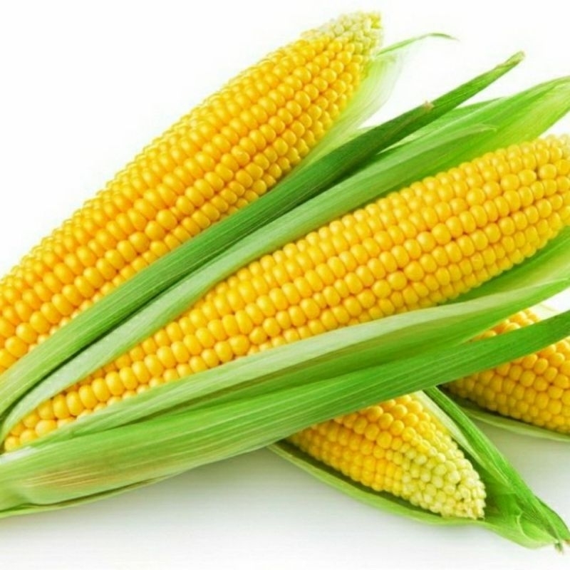 

jagung manis fresh