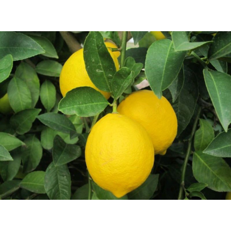 Bibit Jeruk Lemon Tea, Sudah Berbuah