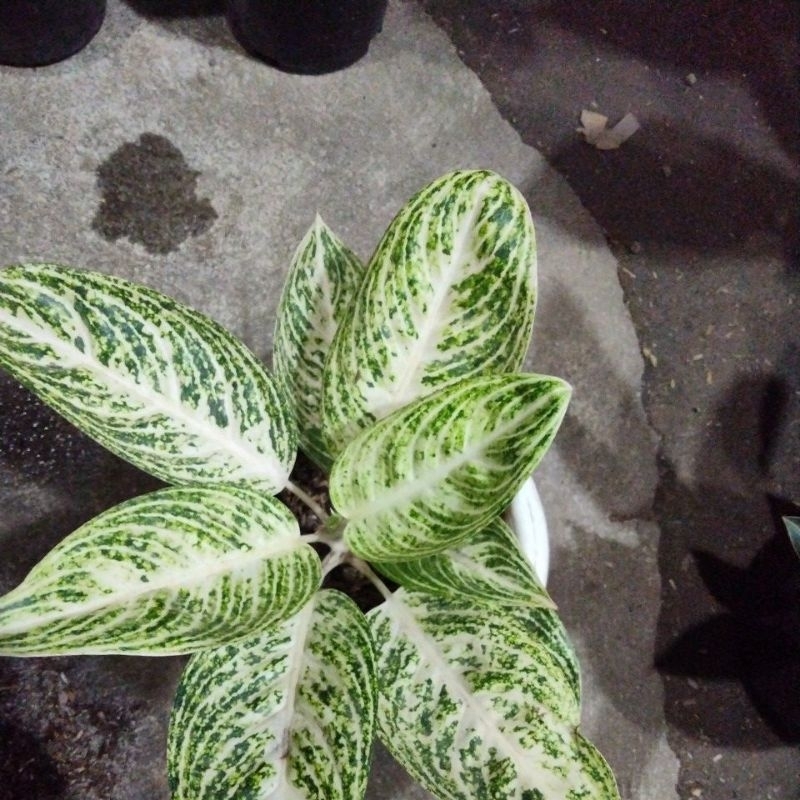 aglaonema legacy white