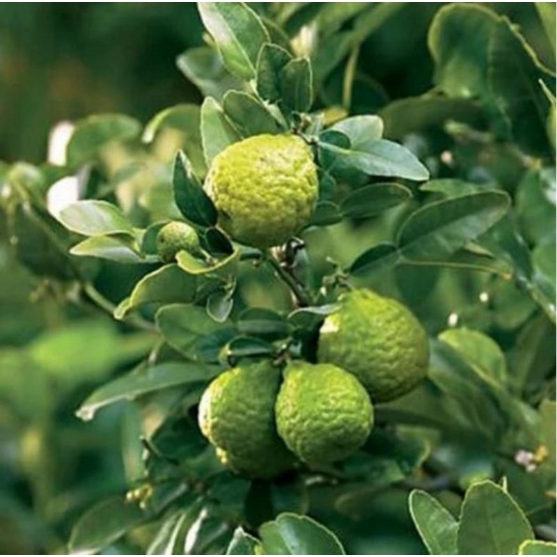 Bibit Jeruk Purut Sudah Berbuah