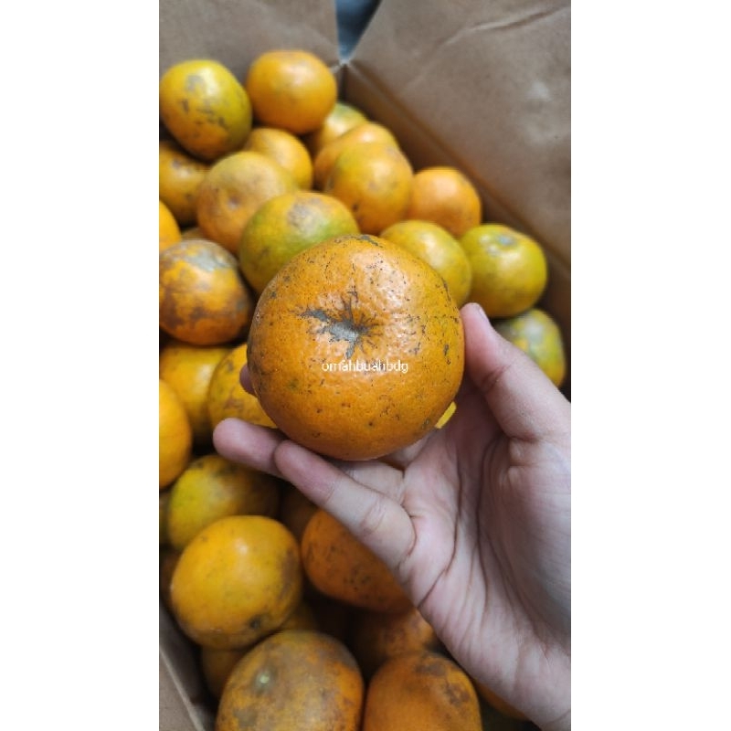 

Jeruk medan
