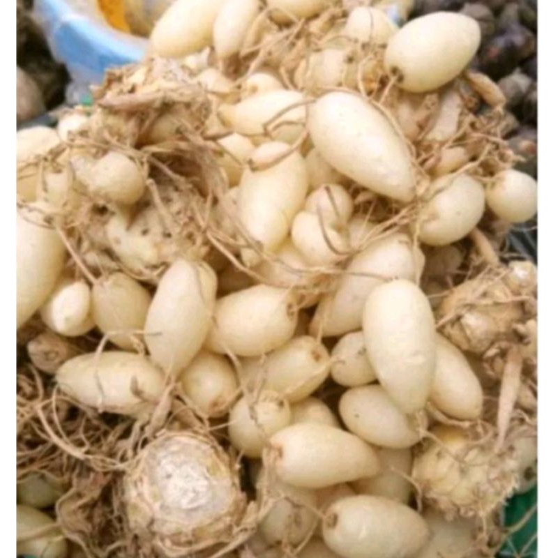 

kunyit putih/ gombyok/ kunci pepet super 500gr