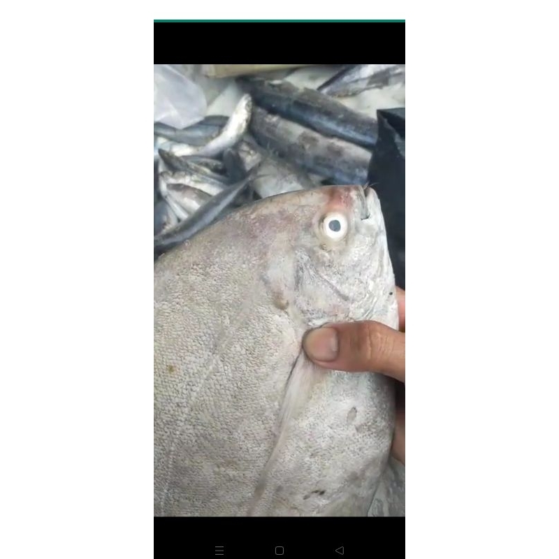 

IKAN BAWAL LAUT