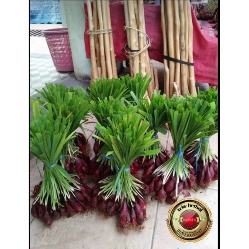 

BAWANG BERLIAN ATAU BAWANG DAYAK SEGAR1.KG