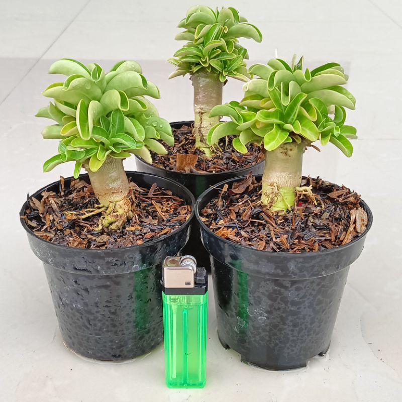 Adenium Karakter DHA. MEDUSA × THAI