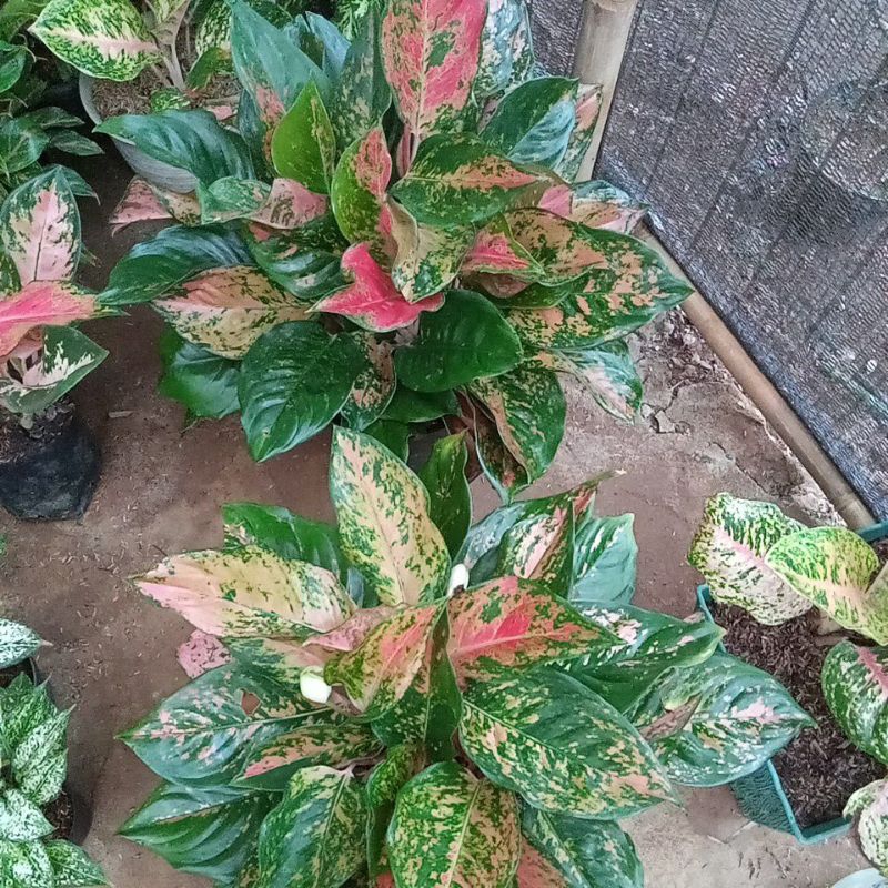 Aglonema kocin rumpun