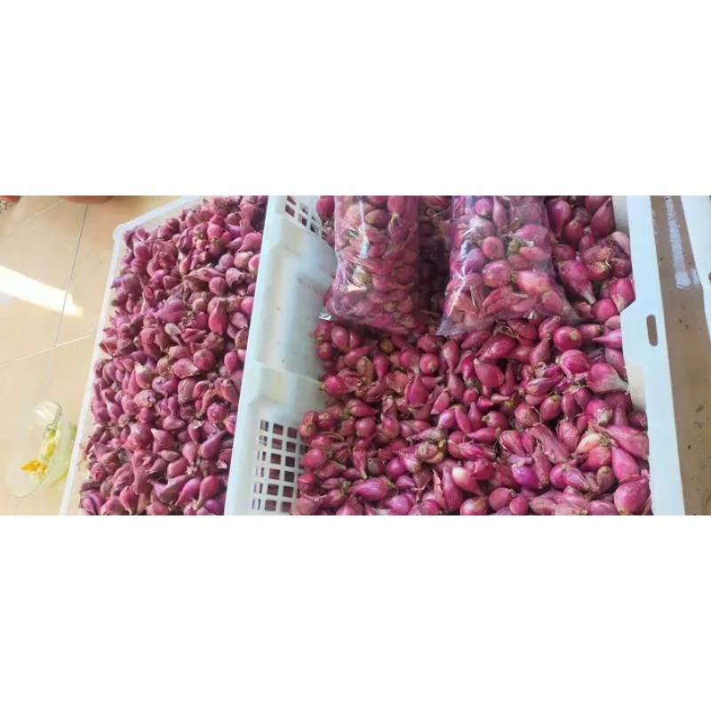 

Bawang merah brebes