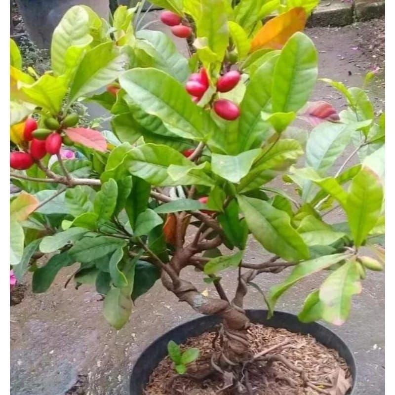Bibit magic fruit miracle fruit buah ajaib kondisi berbunga lebat