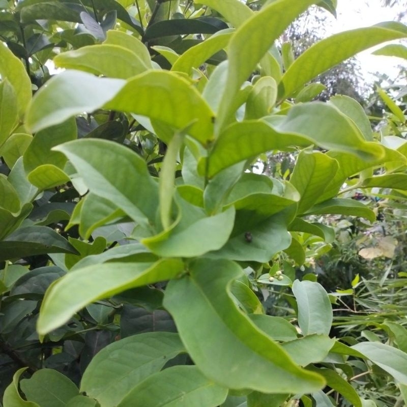 

Daun Jambu Air Fresh 200Gram Obat Asam Lambung