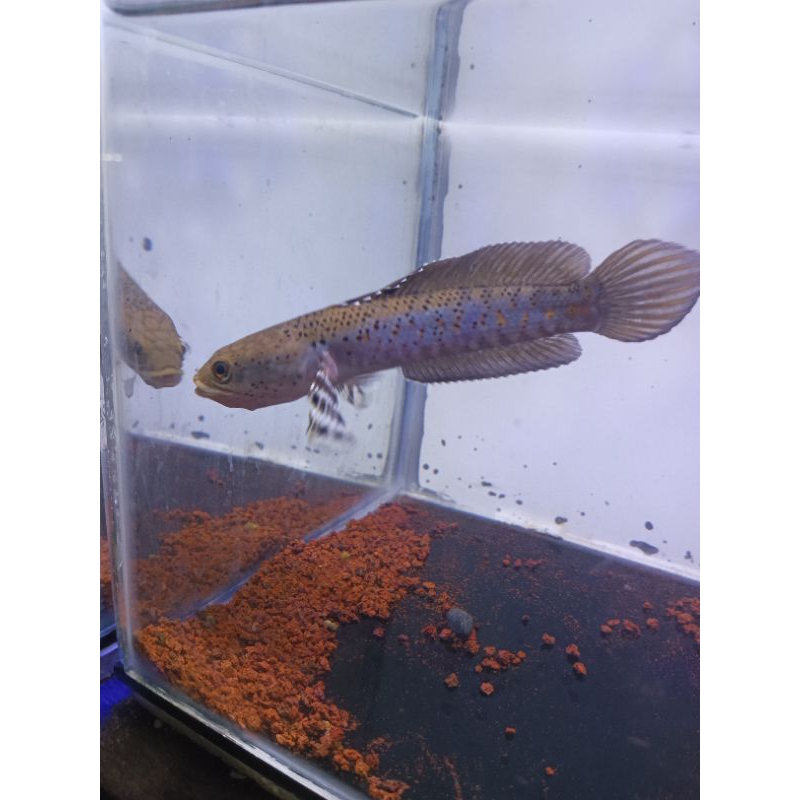 Blue pulcra 13-15cm kualitas batik single tank