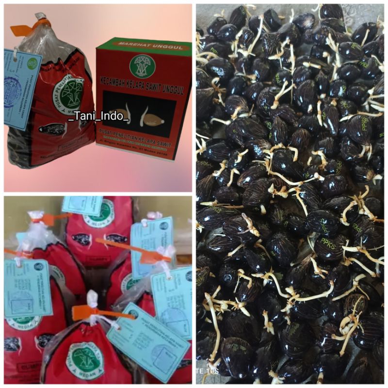 bibit kecambah kelapa sawit marehat dumpy