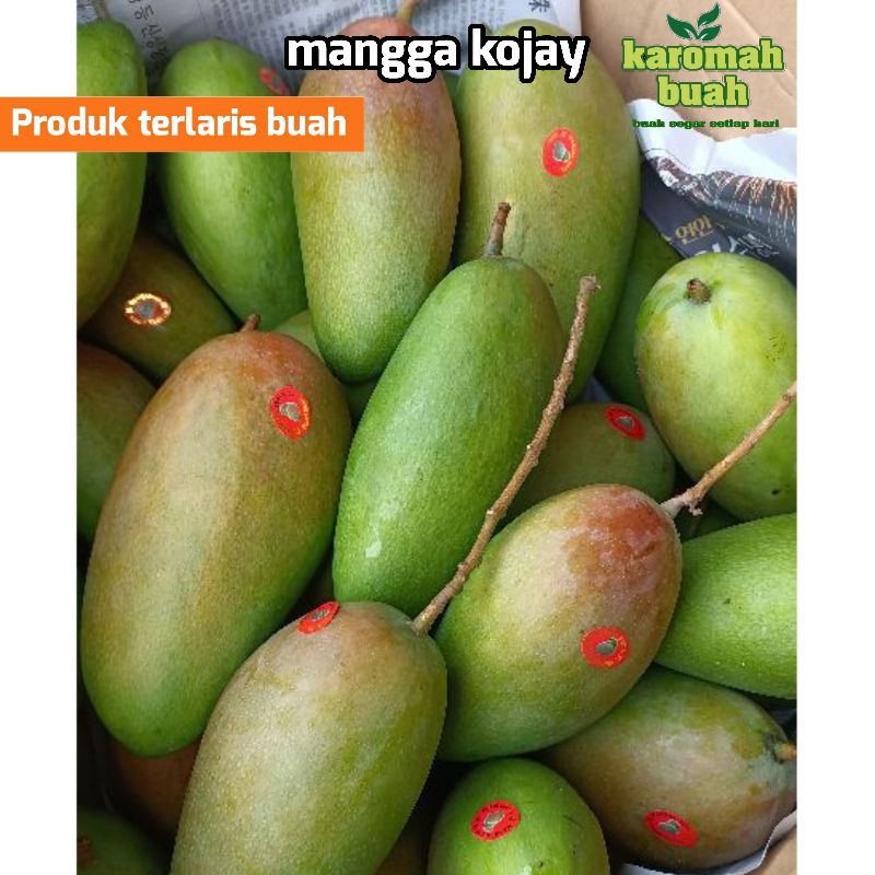 

Buah mangga kojay Thailand 1KG manis ( Mangga kiojay) berdaging tebal