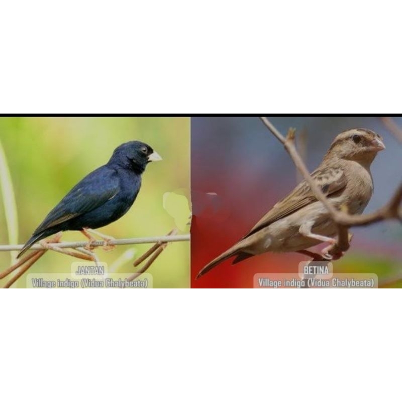 Burung Village indigo sepasang