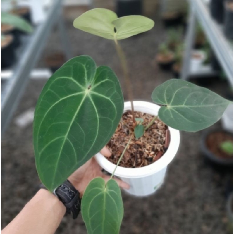 tanaman hias kuping gajah magnifikum kuping gajah jenis jumbo