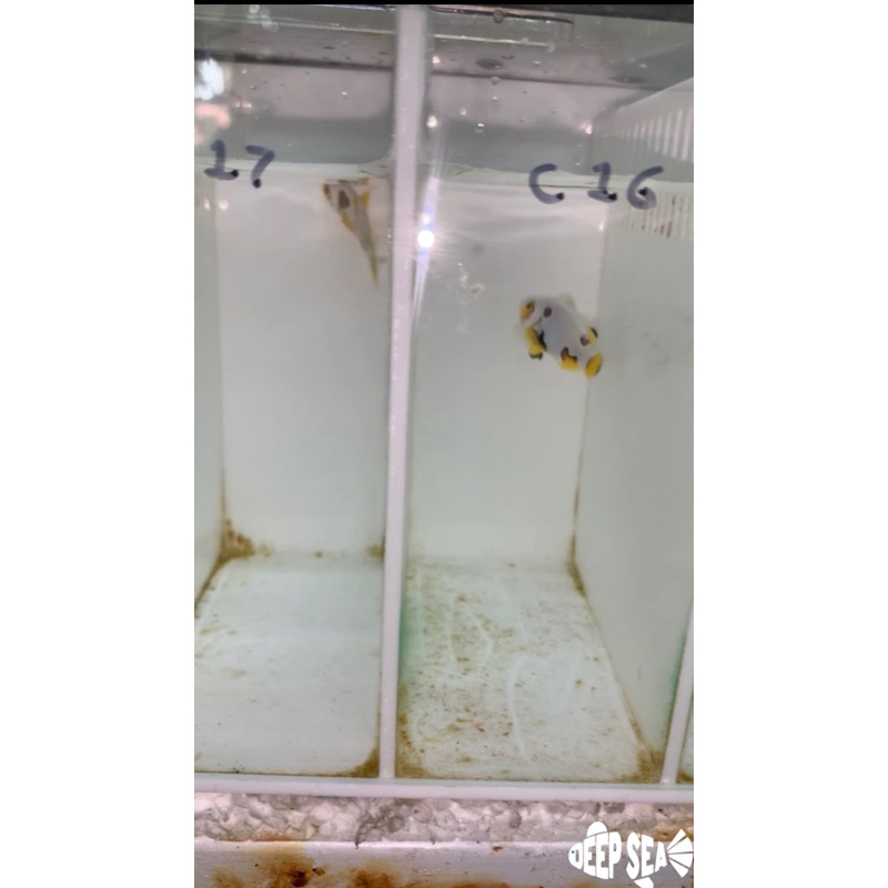 Ikan Hias Air Laut Nemo / Clownfish Picasso A