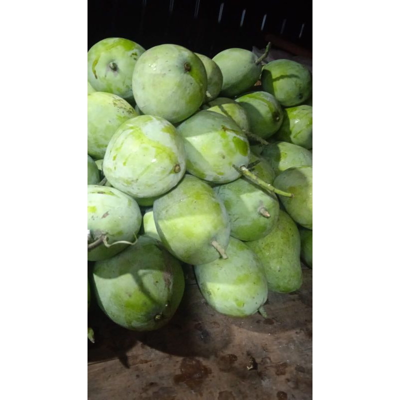 

Mangga cengkir mengkel