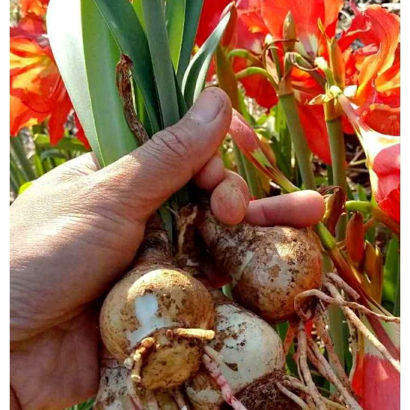 Bibit Umbi Bunga Amarilis Orange Mudah Tumbuh / Bibit Bunga Amarilis