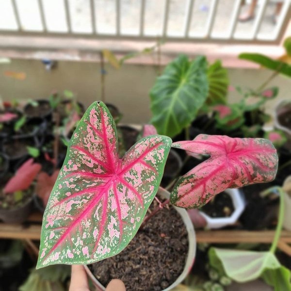 TANAMAN HIAS CALADIUM PINK BEAUTY KELADI PINK BEAUTY