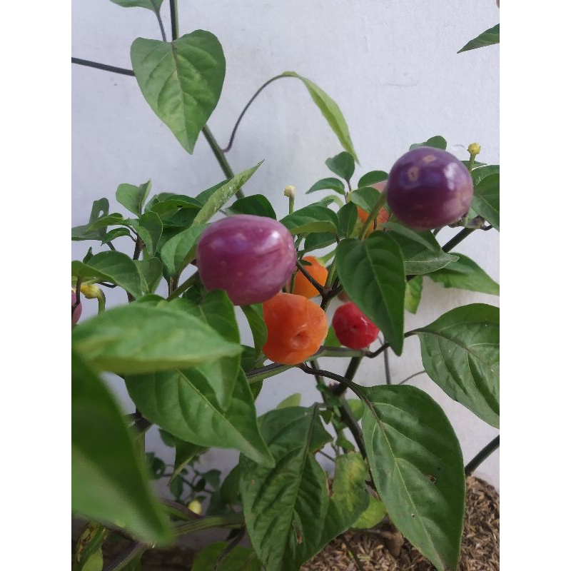 Tanaman Bibit Cabe/Cabai Pelangi Tanaman Hidup Berakar