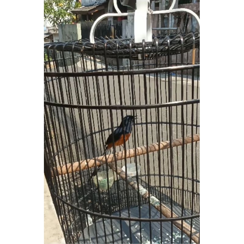 Murai Batu ORI hutan Lokal