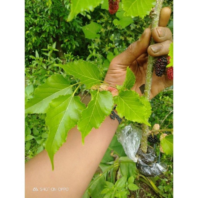 Bibit Buah Murbei cangkok