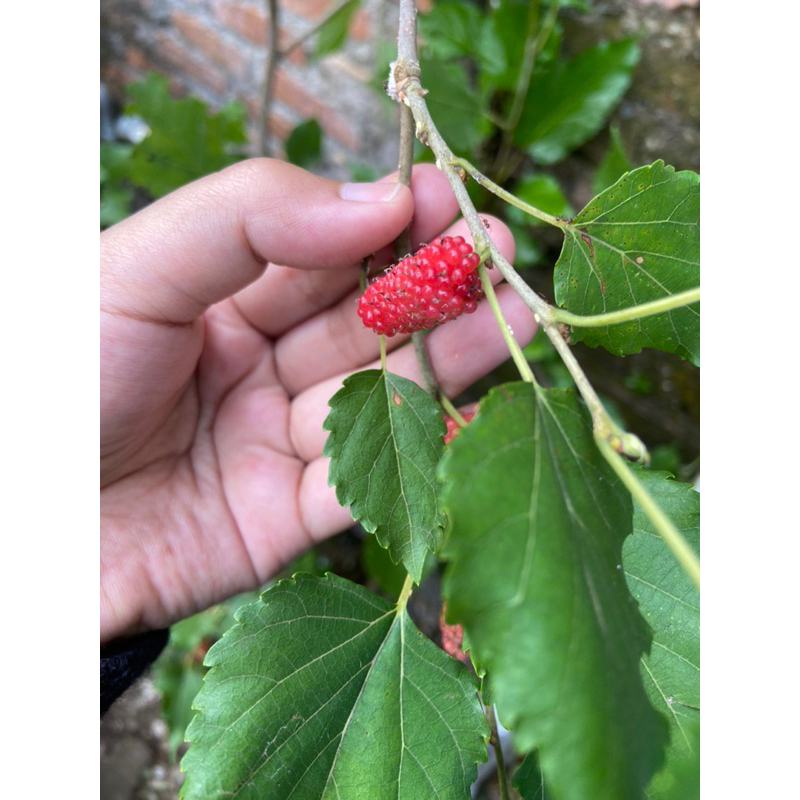 Stek buah murbei fresh cut- tanaman buah bonsai