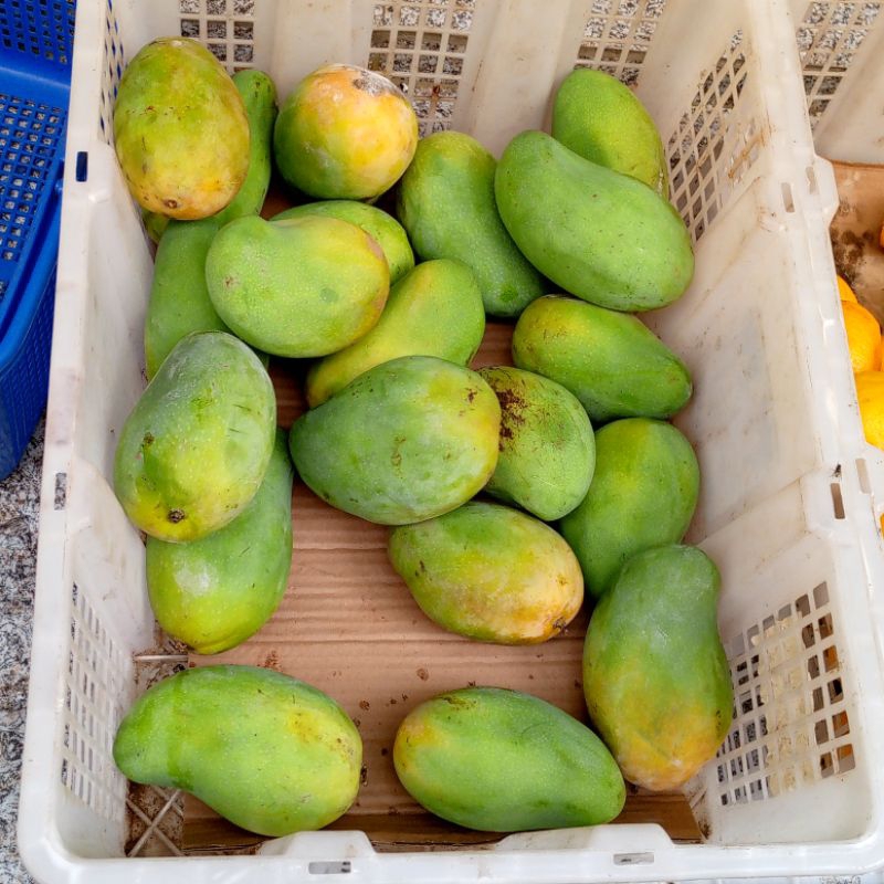 

mangga harum manis 1kg sekilo