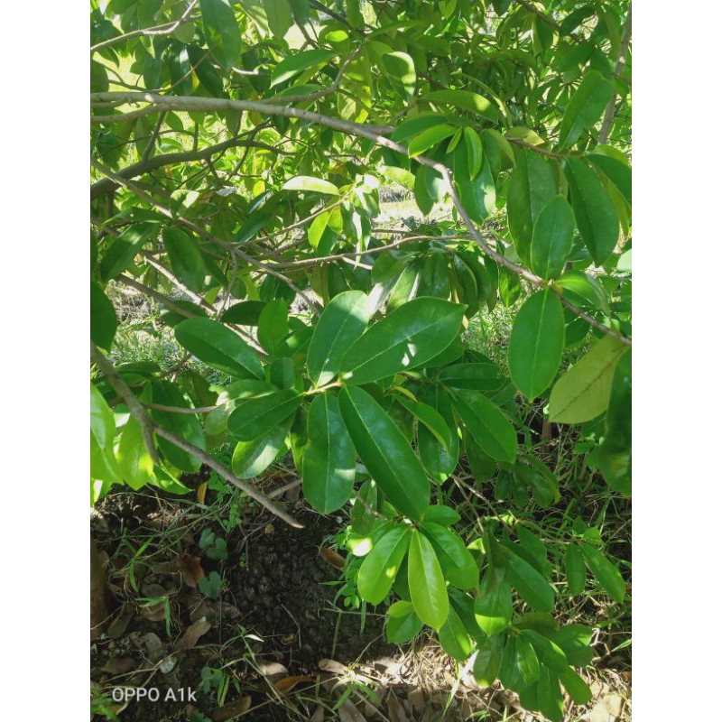 

daun sirsak fresh redy