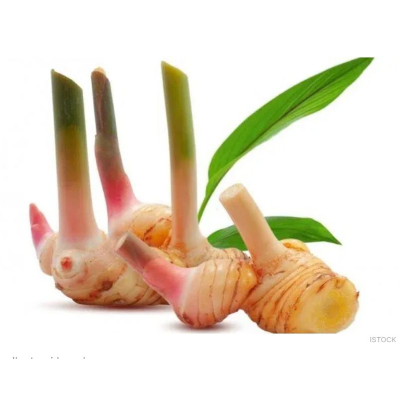 

rempah lengkuas/laos bumbu dapur