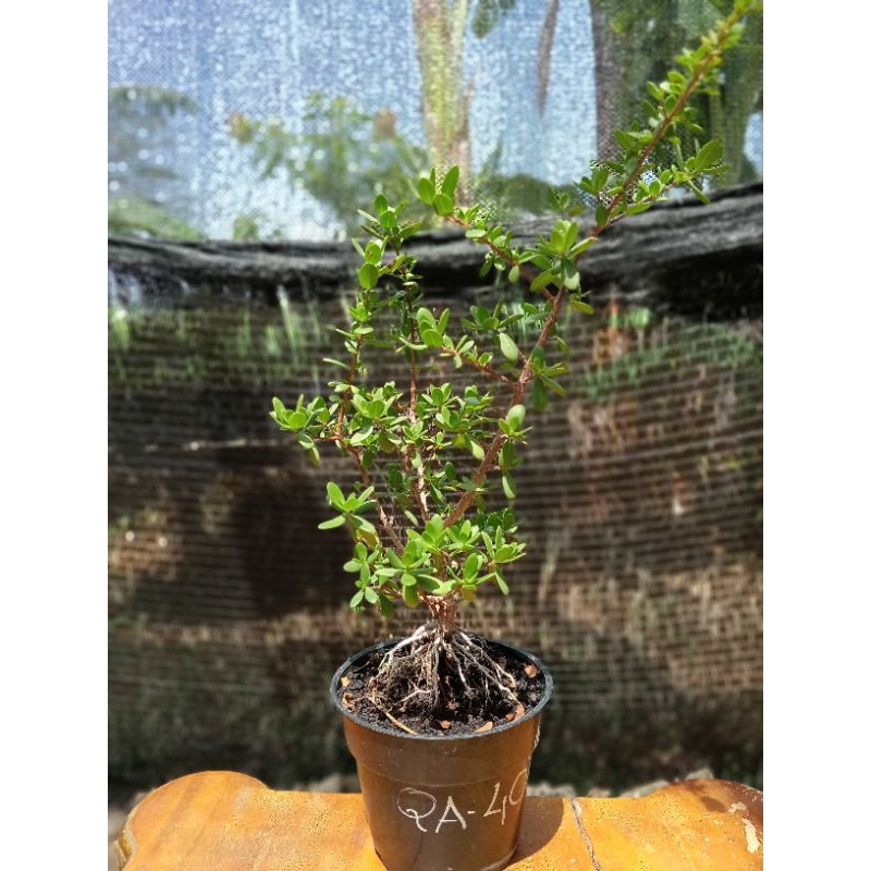 QA-40, SANTIGI KARANG DAUN MAWAR SEMAI BIJI