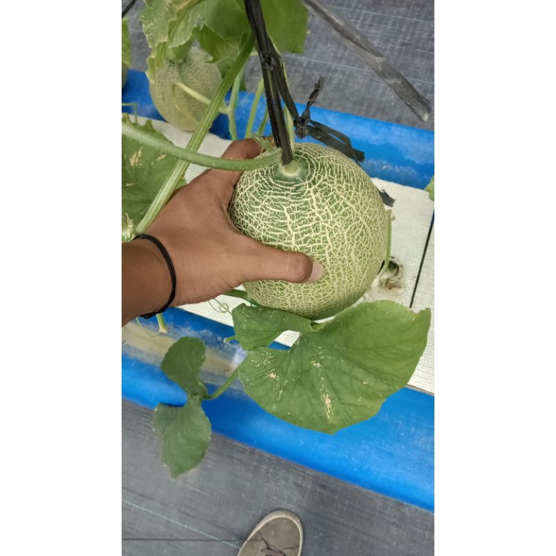 

melon