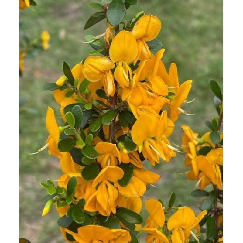 Brya Ebenus / bibit bonsai brya ebenus / bibit bonsai saeng simbur bunga kuning / jamaican rain tree