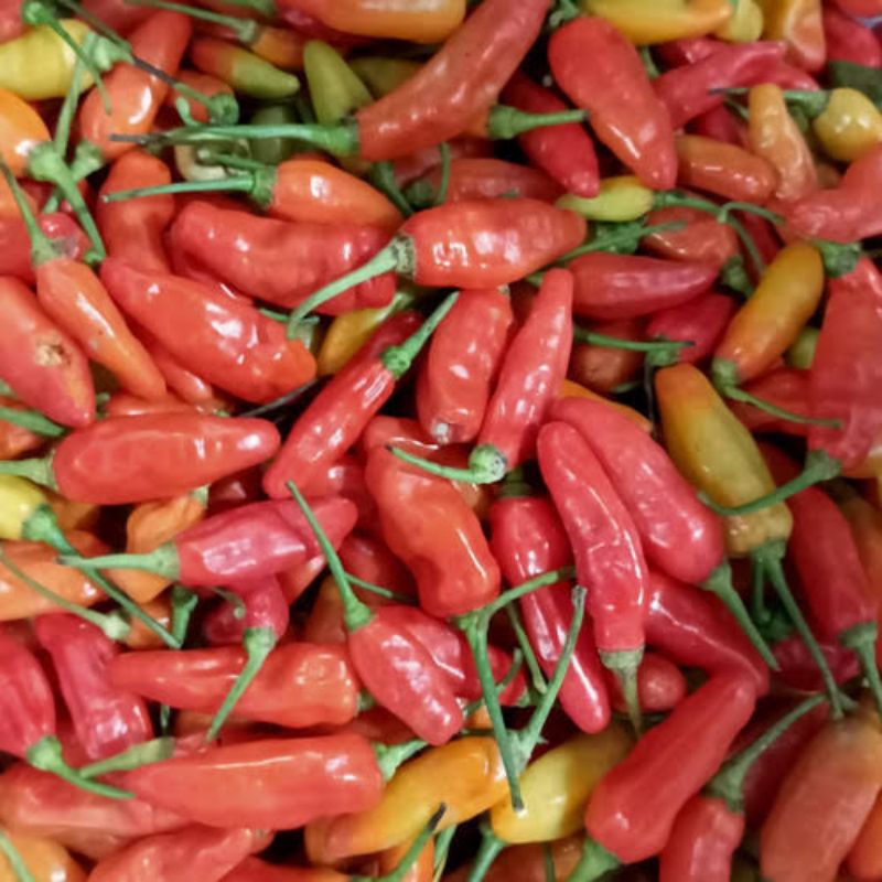 

CENGEK DOMBA CENGEK CENGEK PEDES CENGEK FRESH CENGEK