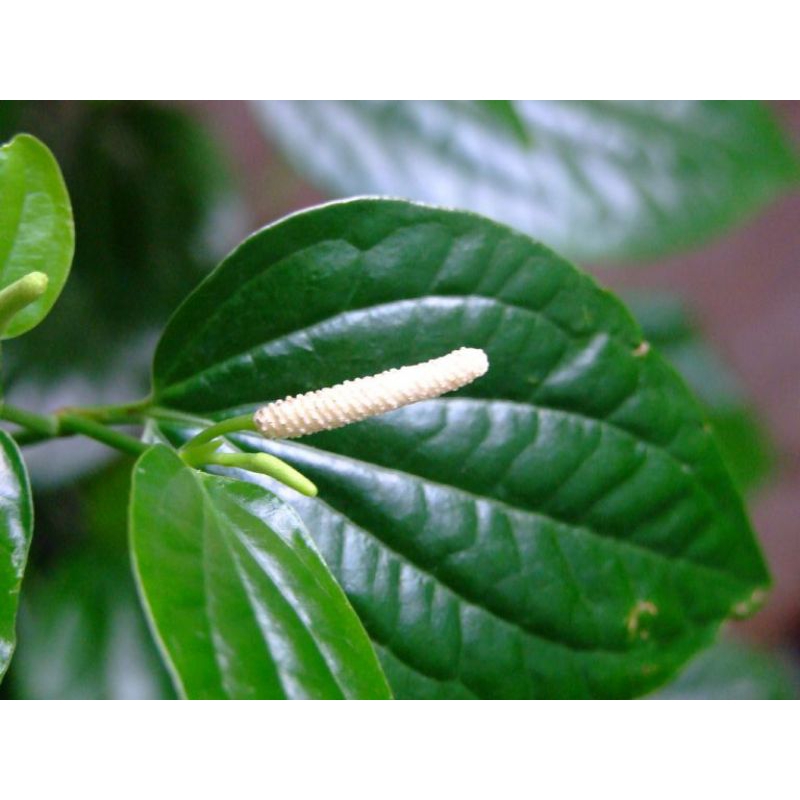 

Daun Sirih Karuk