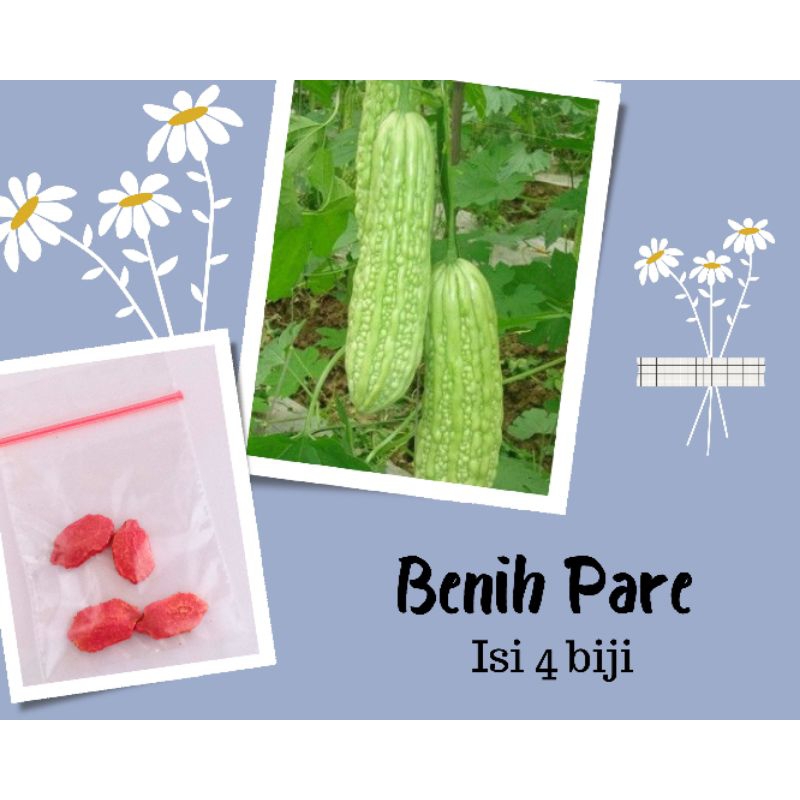 Benih Pare Panah Merah Eceran