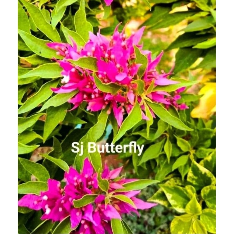 Bougenville SJ butterfly