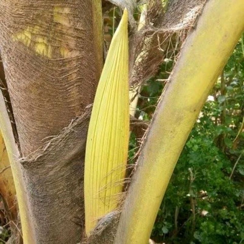 

mancung kelapa / bunga kelapa segar 1 tandan utuh